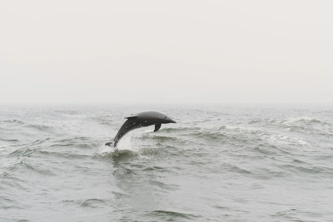 Dolphin jumping out of the water in the ocean