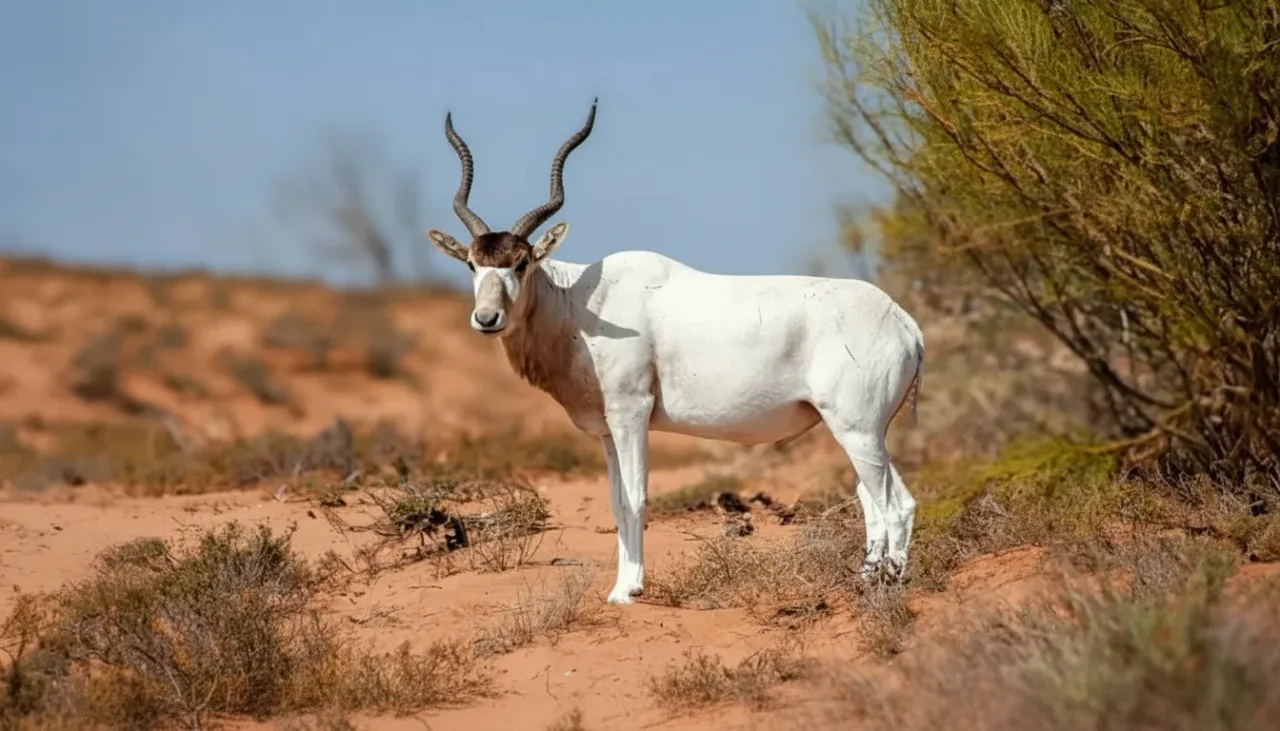 Gros plan d'un oryx dans son habitat naturel