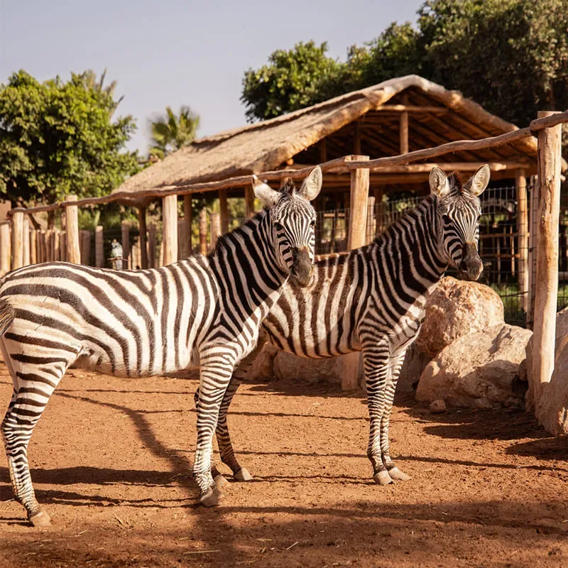 A family enjoying a day out at the animal park near Agadir
