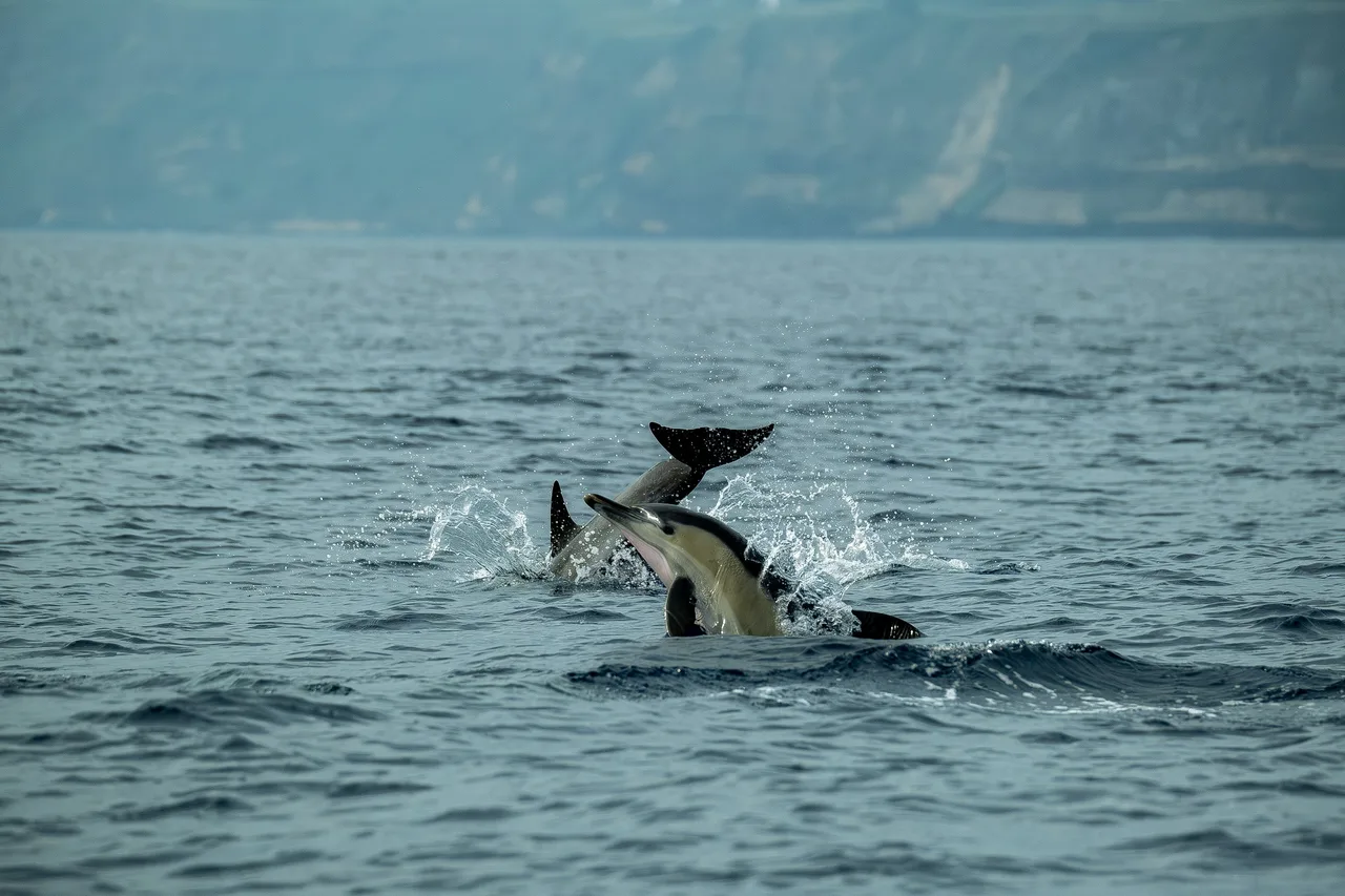 Dolphins leaping from the ocean water off the Moroccan coast