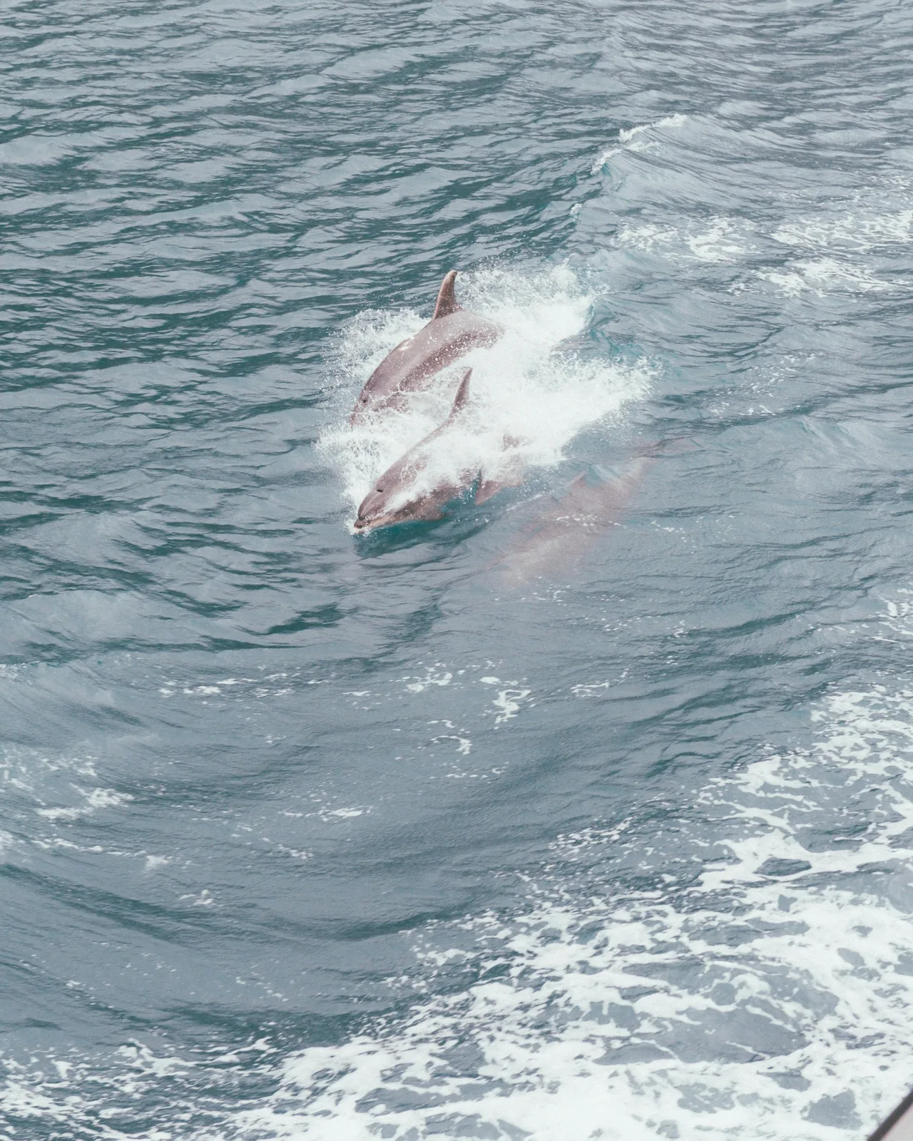 Two dolphins leaping from the ocean water side by side