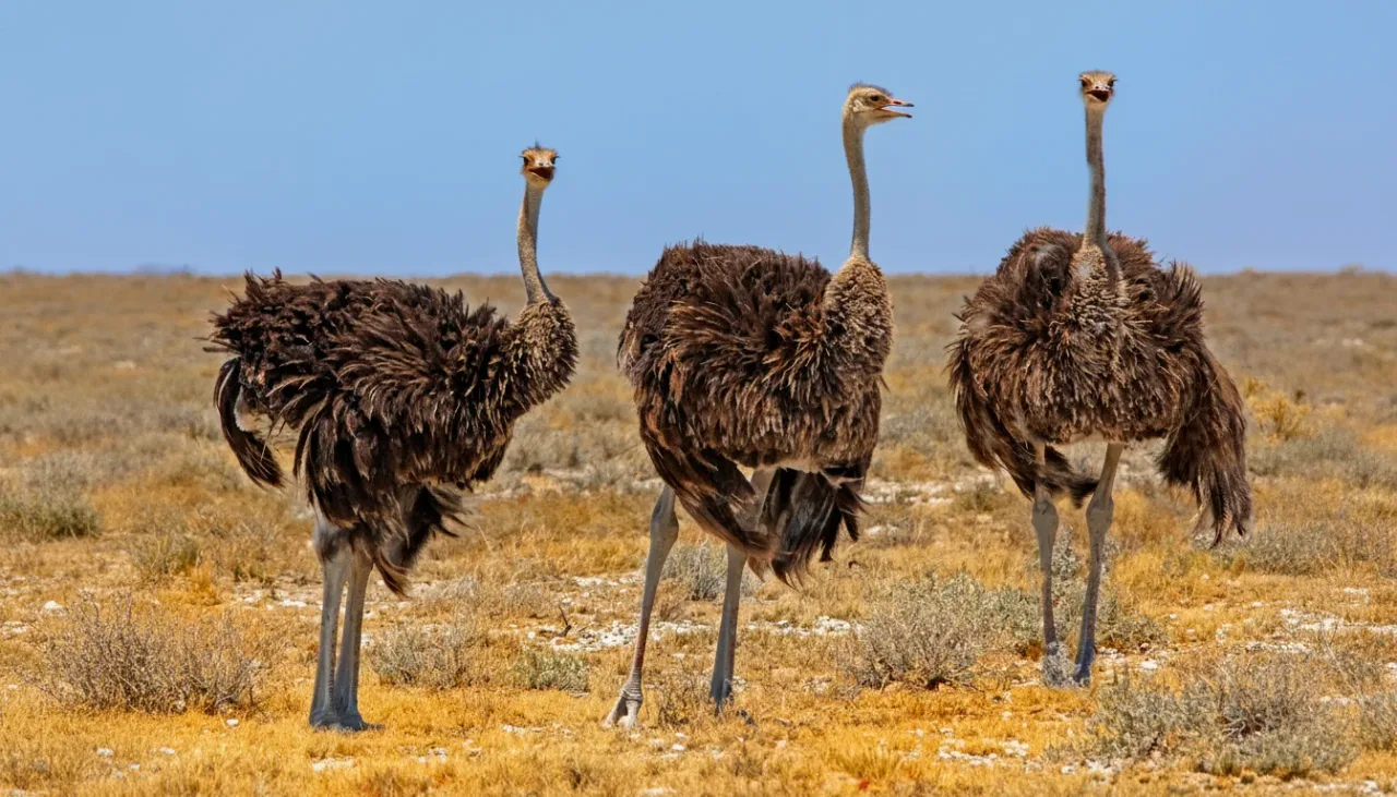 Gazelles roaming freely in national park landscape