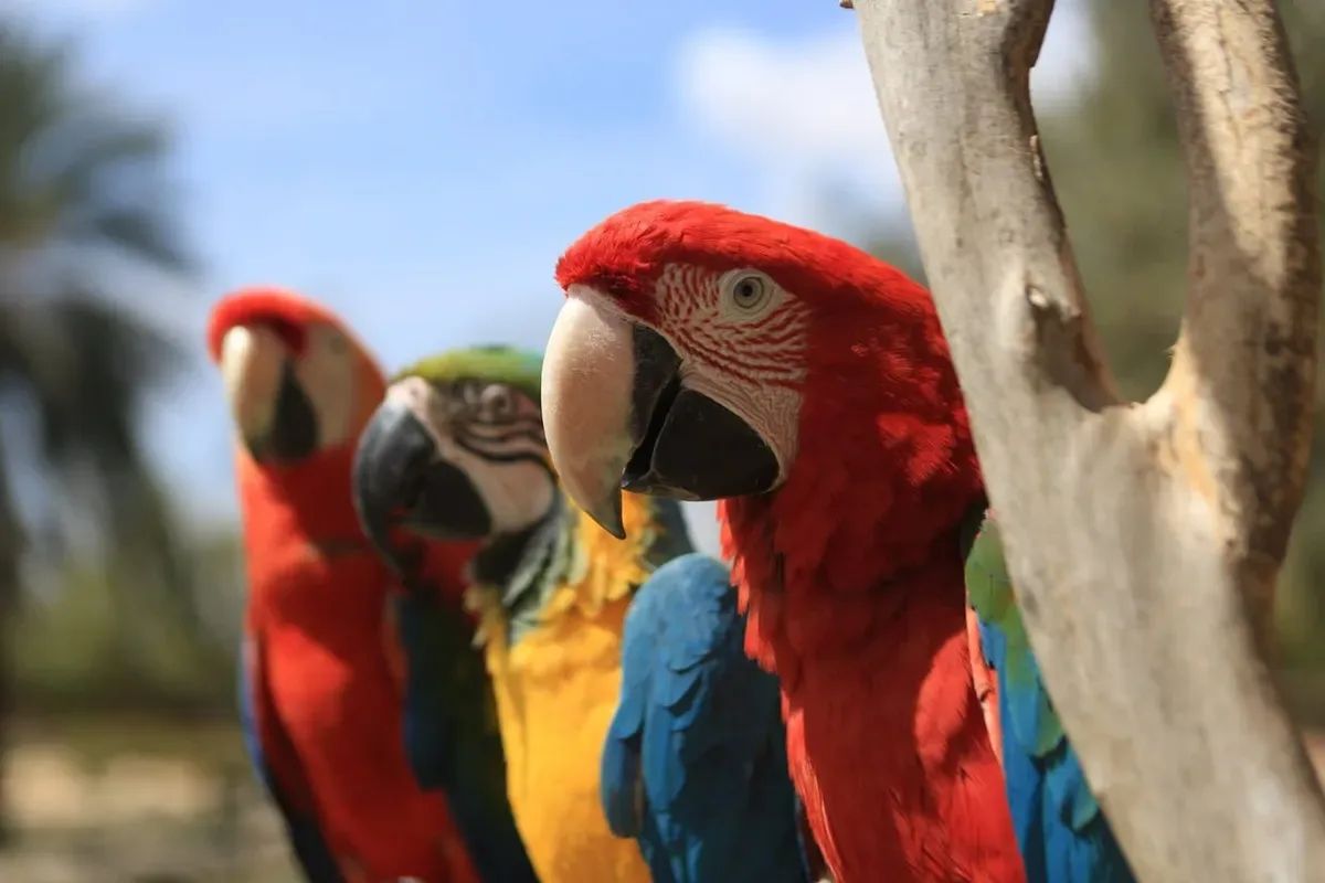 Agadir to Villate Limoune: A Lush Oasis & Wildlife Encounter