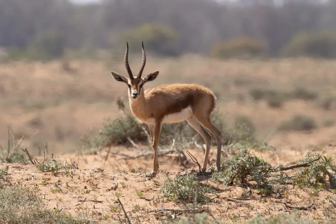 Wildlife spotting during the guided tour