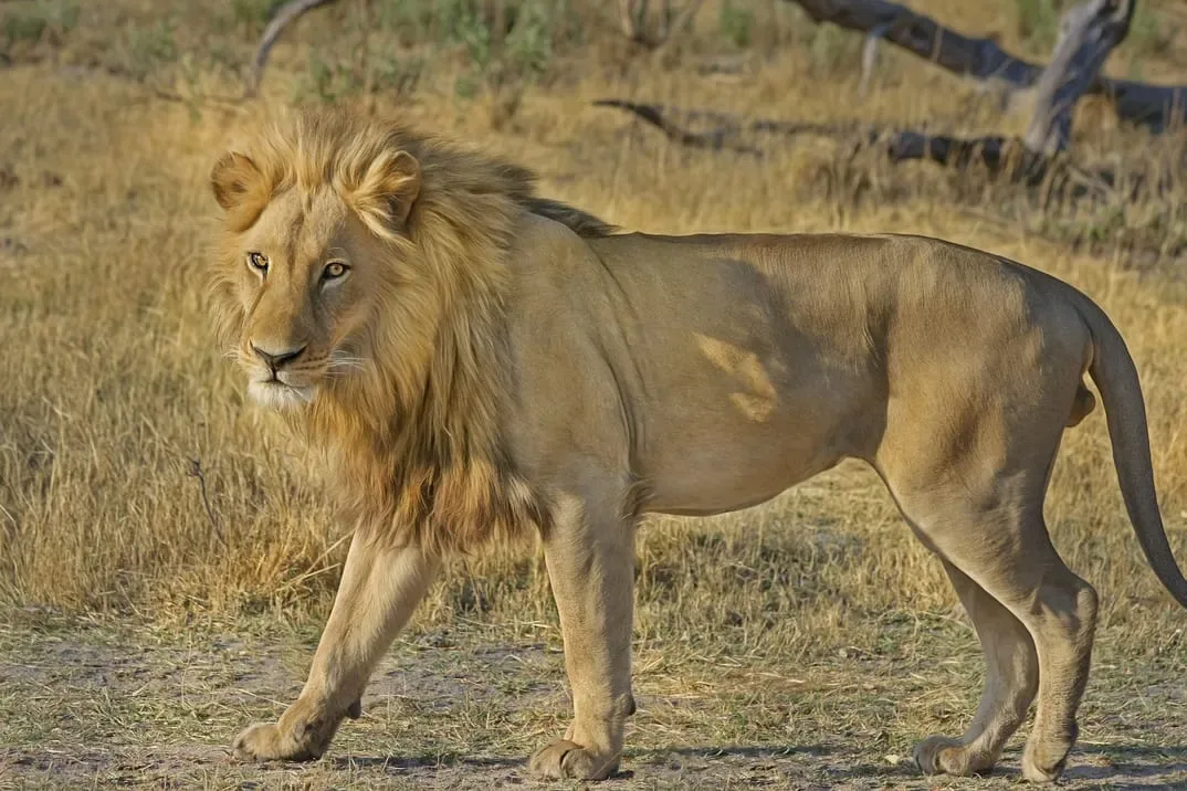 Close up shot of a lion's face in the wild habitat