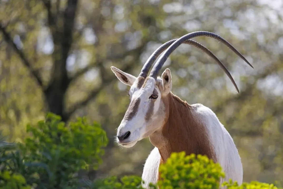 Scimitar-Horned Oryx in the wild