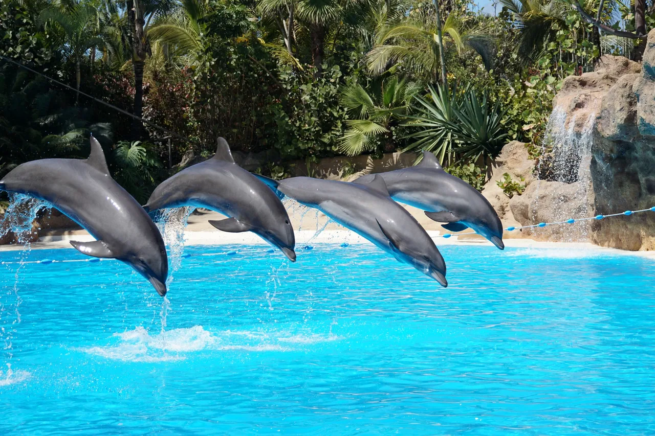 Agadir Dolphin World Visit