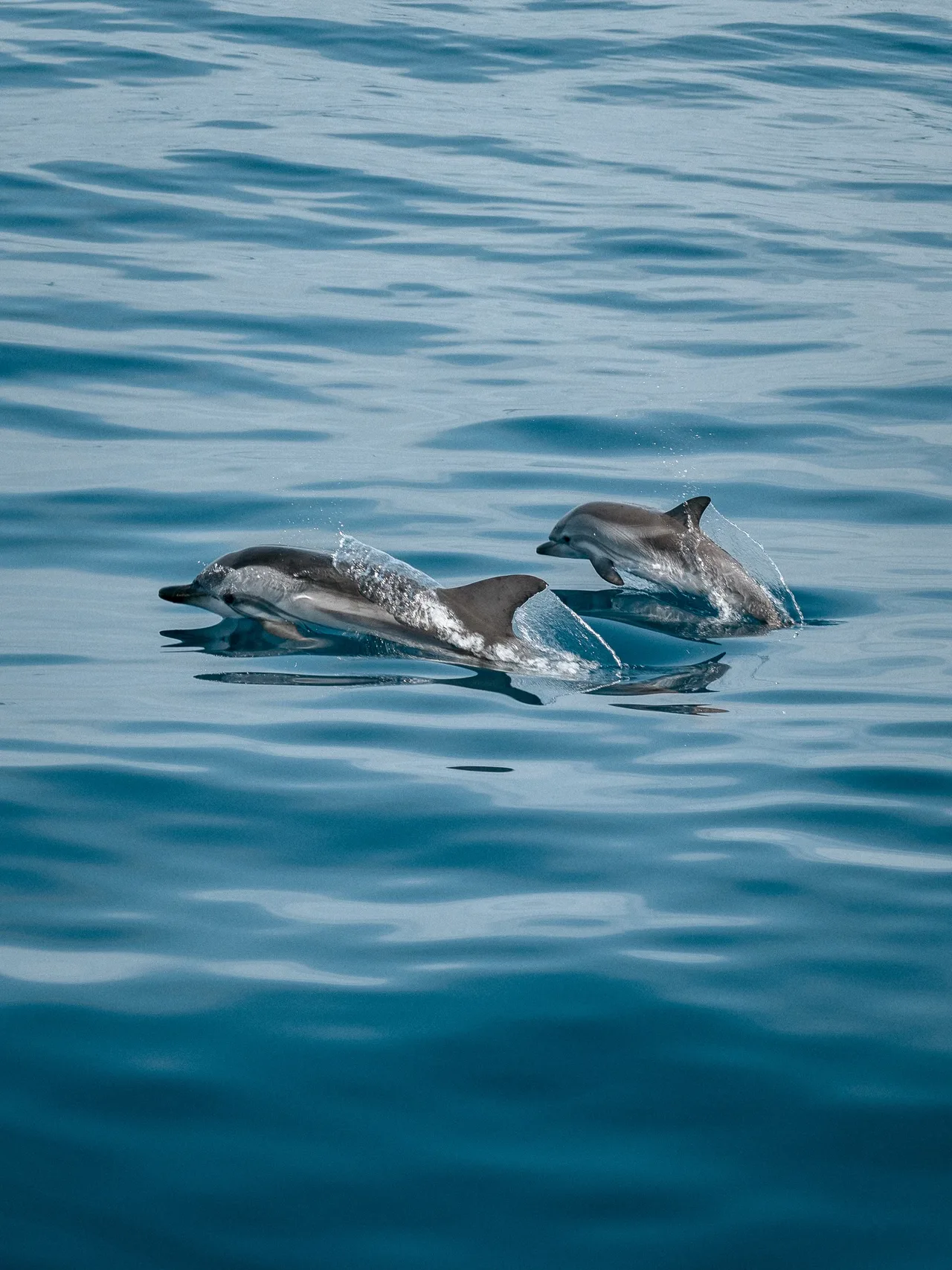 Dolphins jumping out of the open ocean