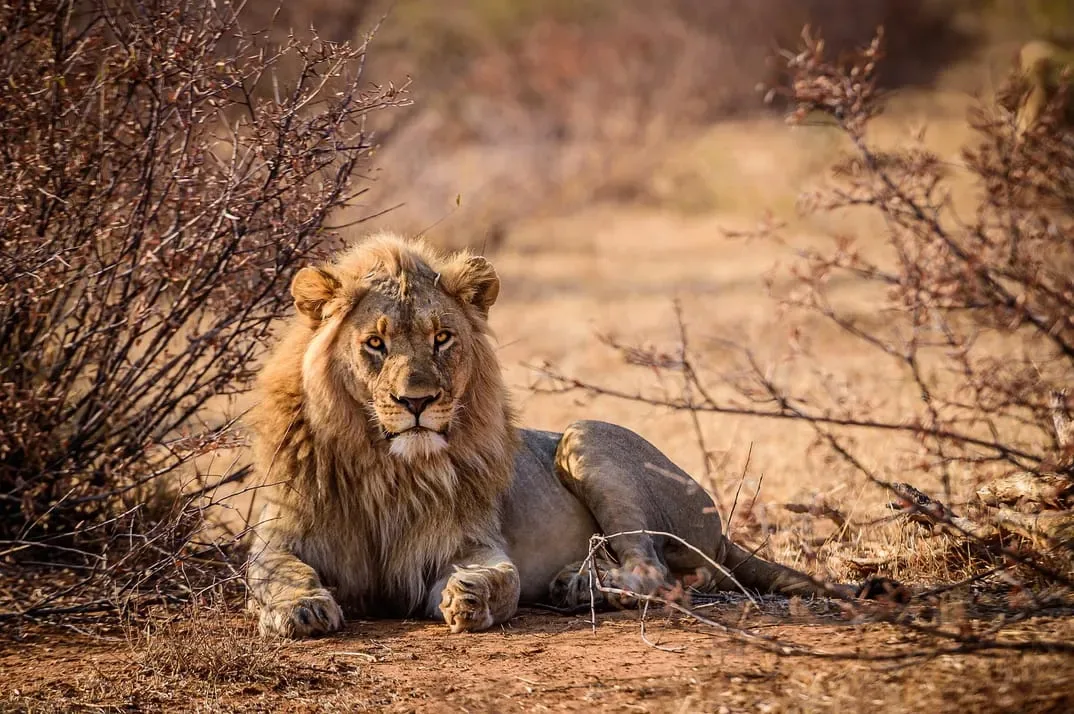 The Wild Safari: Agadir Lion Park Experience