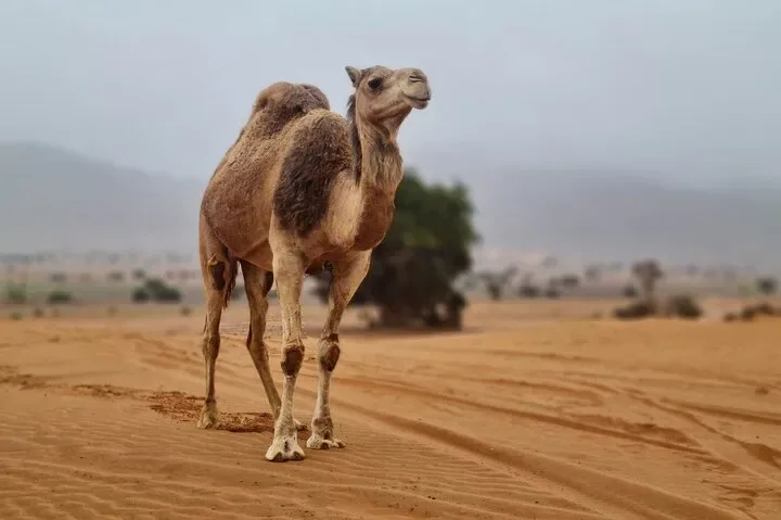 Remparts de la médina de Tiznit visités lors du tour Mini Sahara Agadir