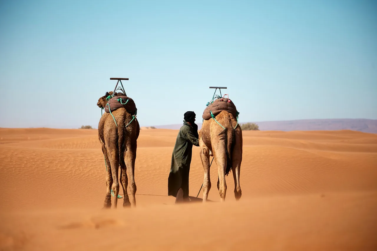شخص يسير مع جملين في الصحراء نهاراً